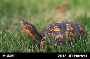 Eastern Box Turtle