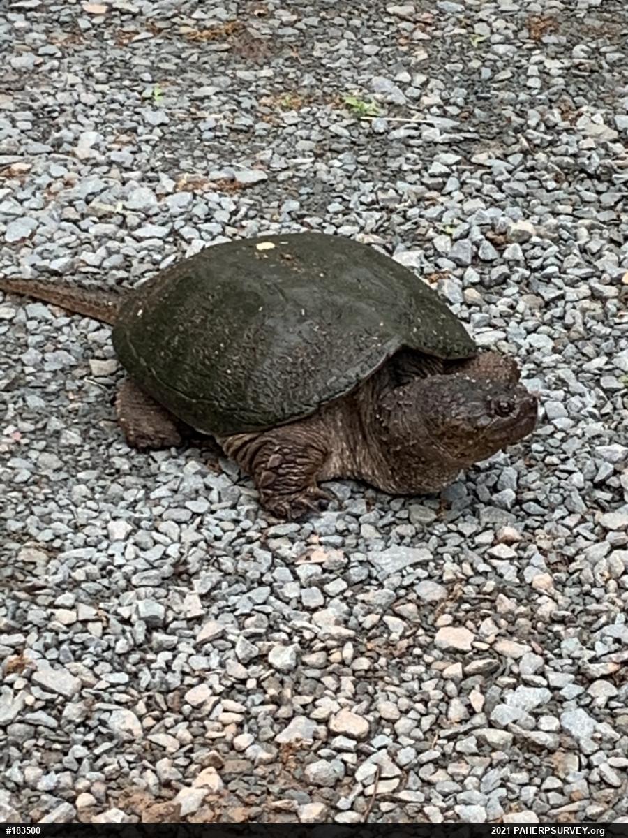 Snapping Turtle
