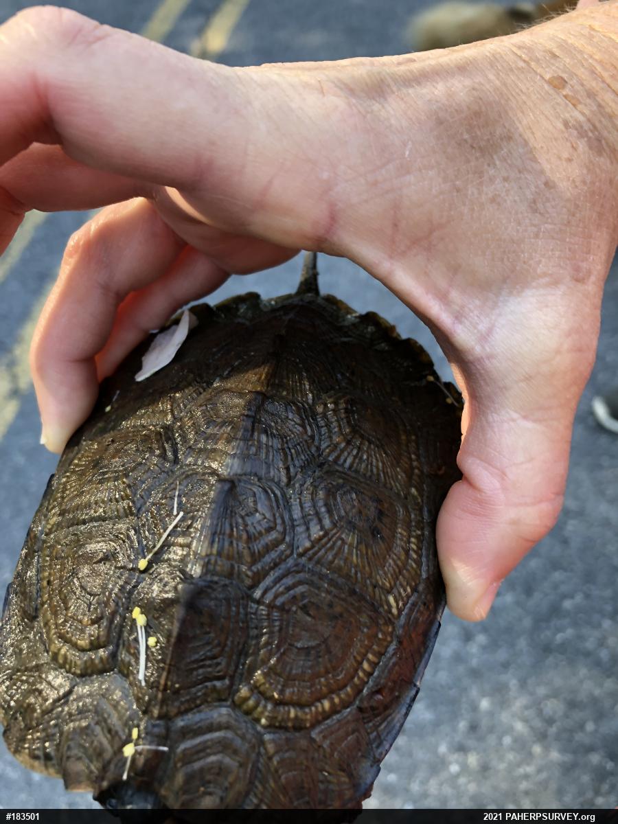 Wood Turtle