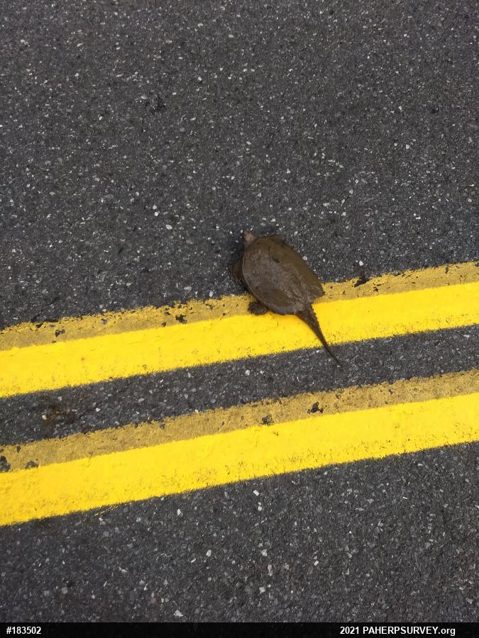 Snapping Turtle