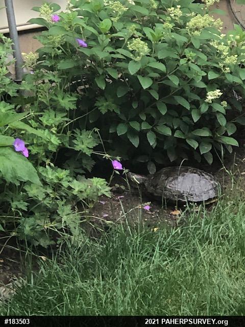 Red-eared Slider