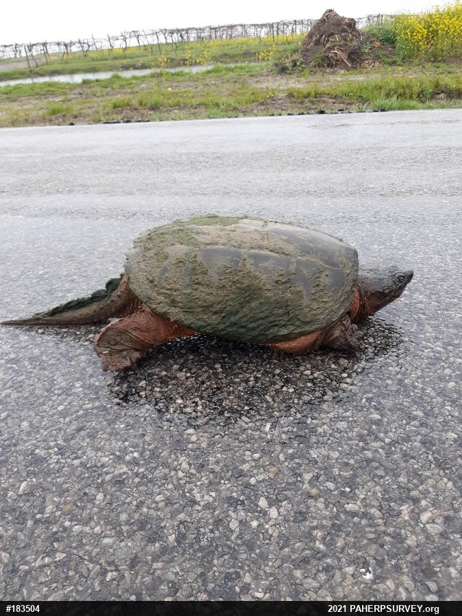 Snapping Turtle