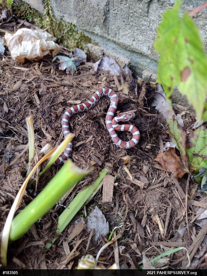 Eastern Milksnake
