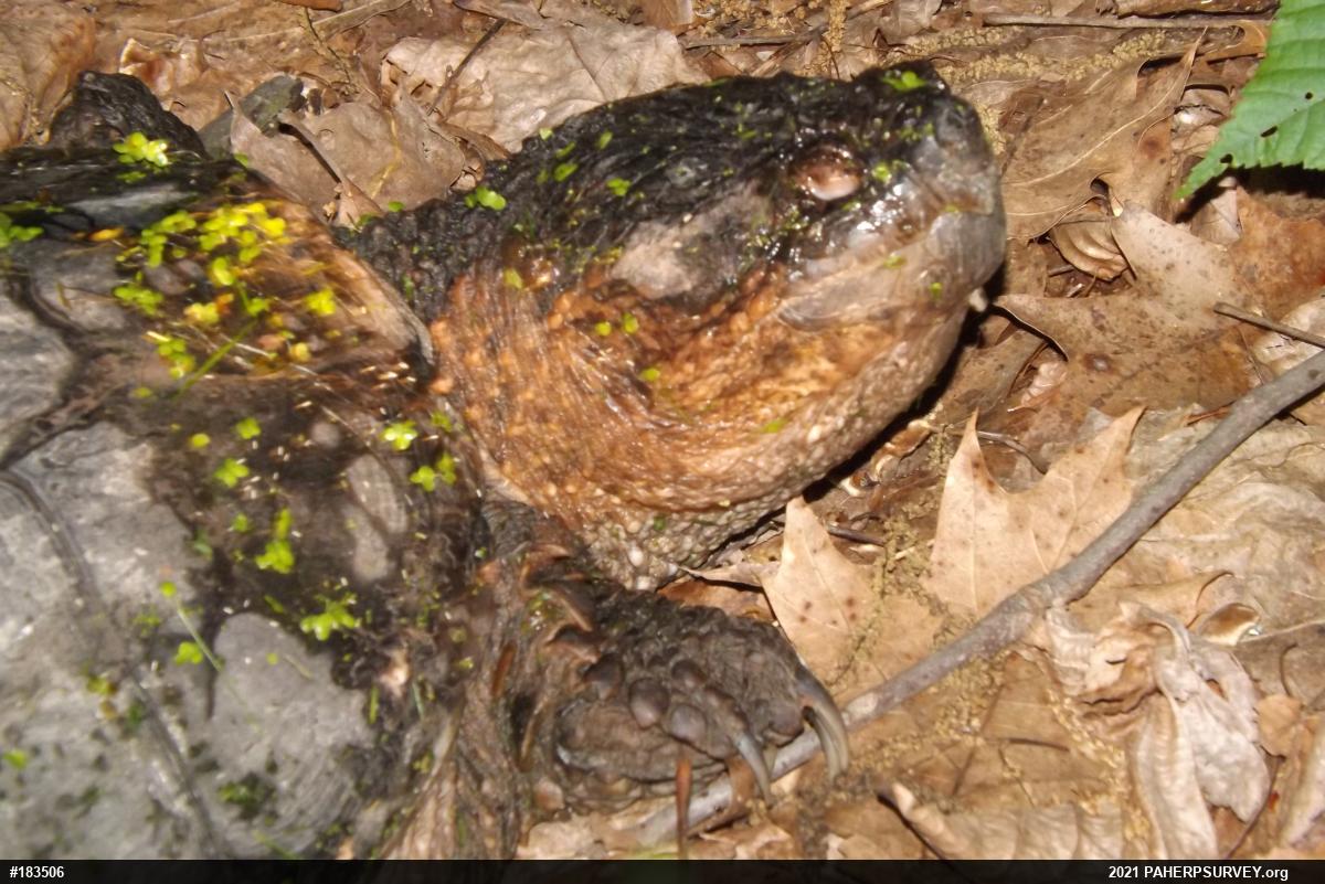 Snapping Turtle