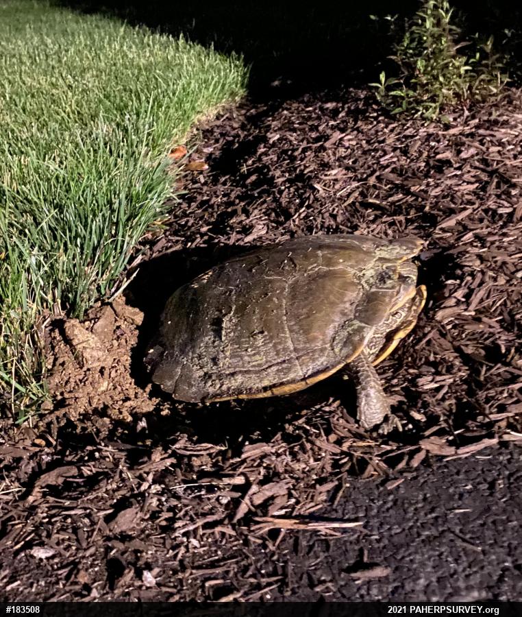 Northern Map Turtle