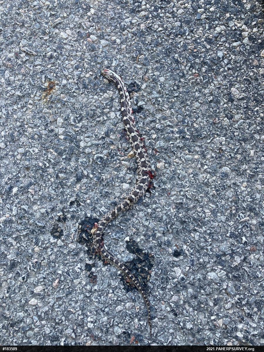 Eastern Ratsnake