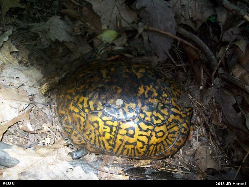 Eastern Box Turtle