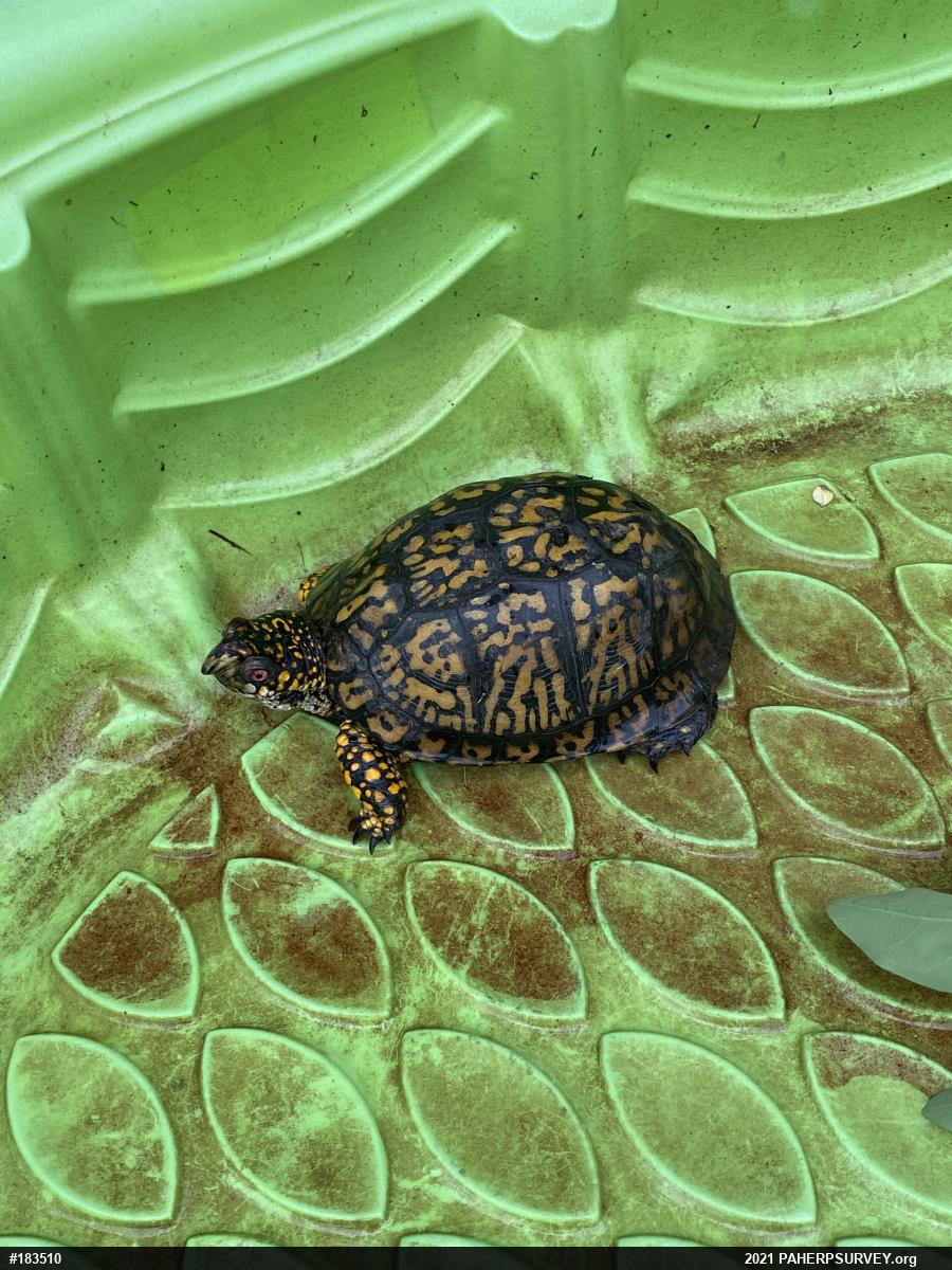 Eastern Box Turtle