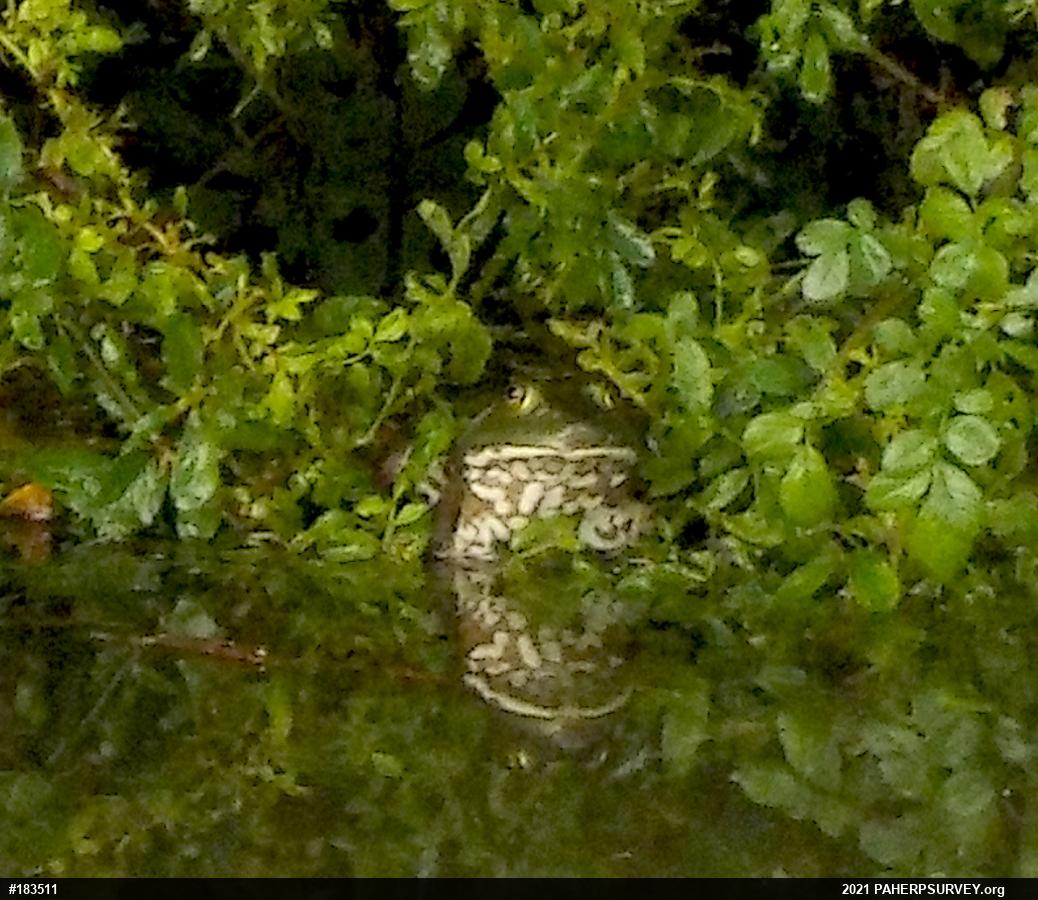 American Bullfrog