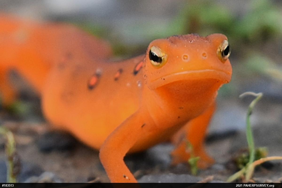 Red-spotted Newt