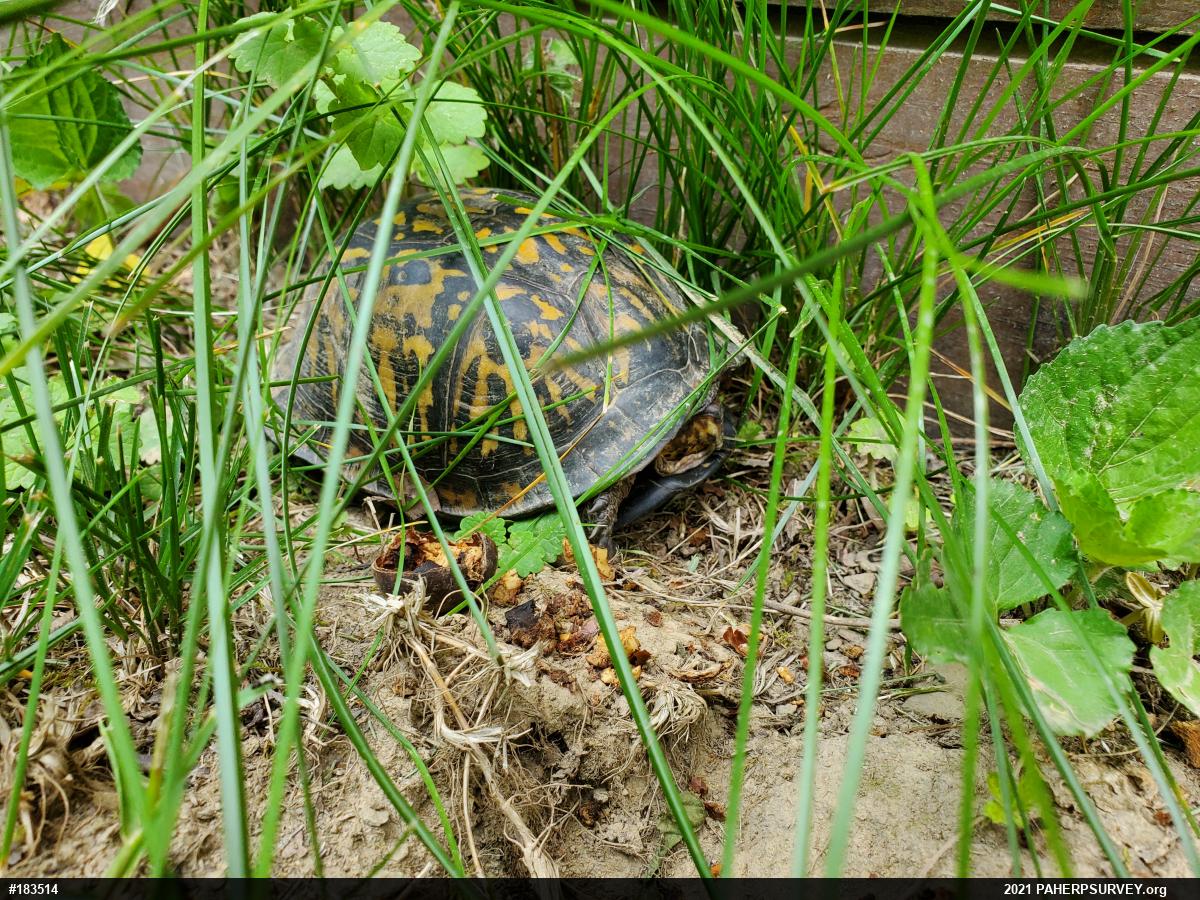 Eastern Box Turtle