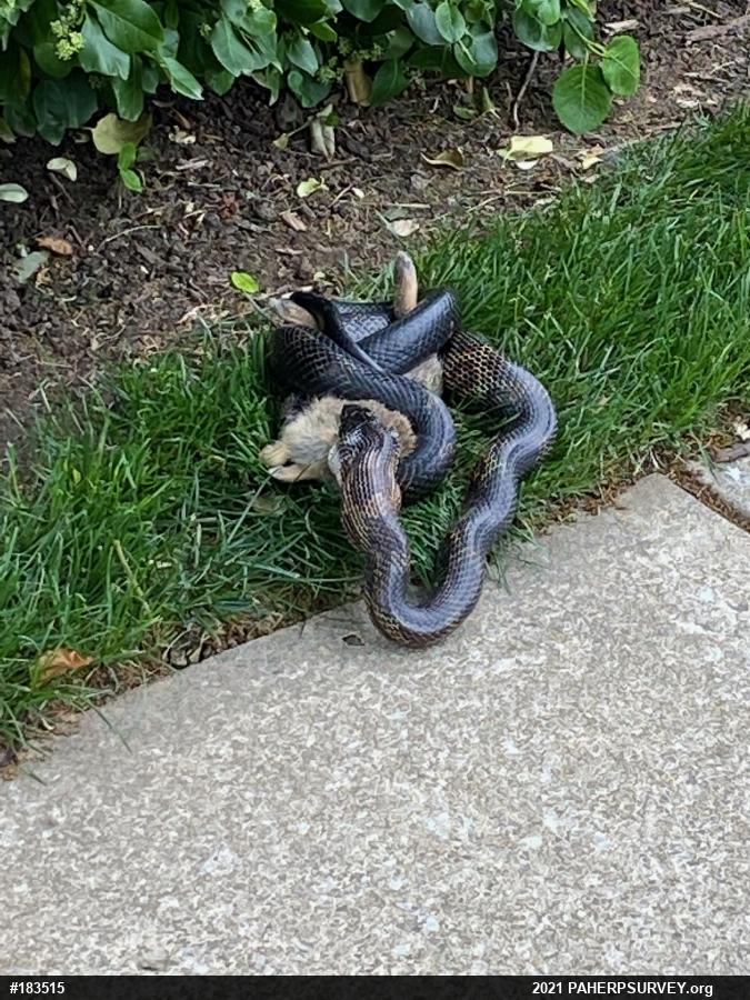 Eastern Ratsnake