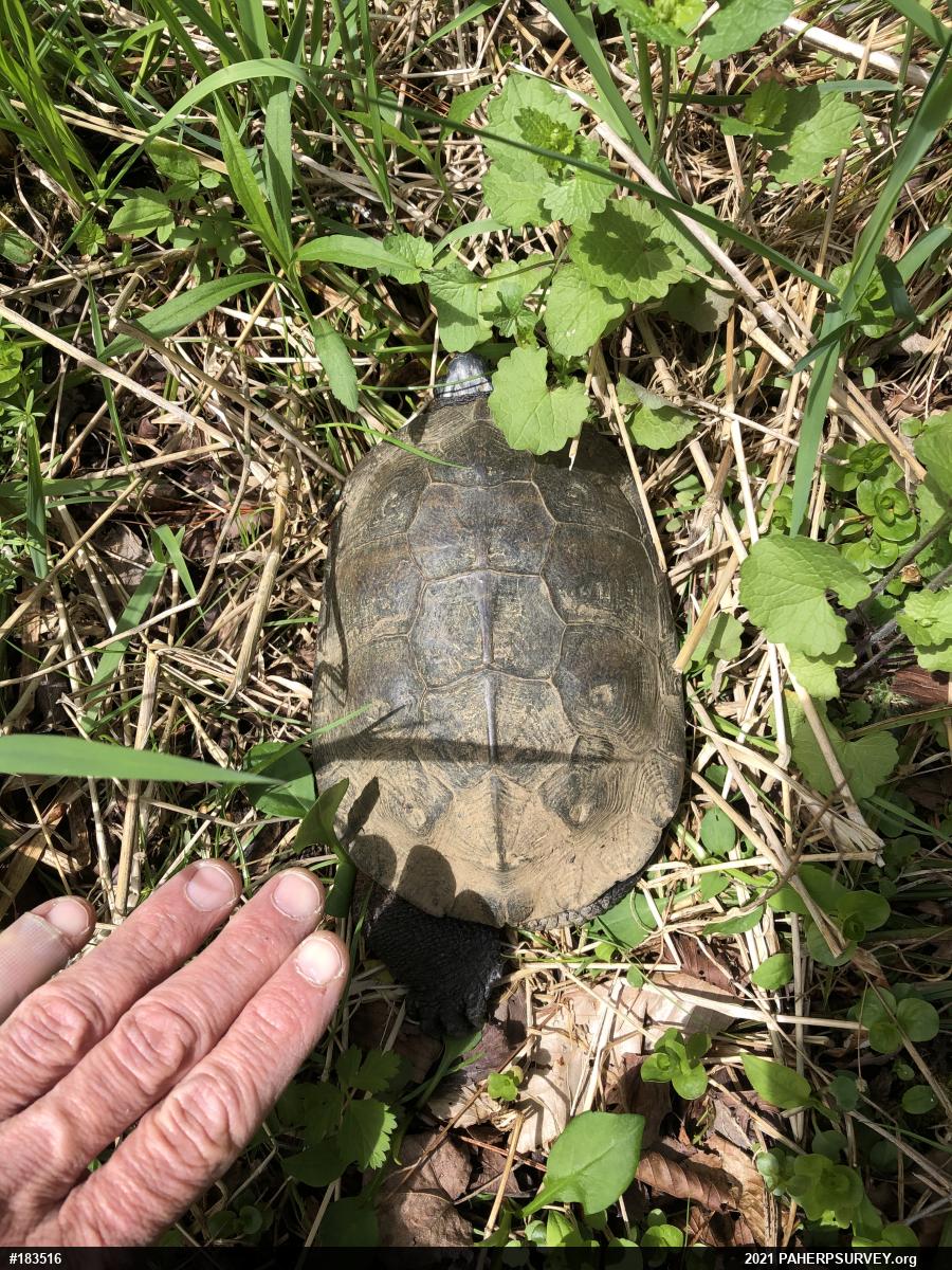 Wood Turtle