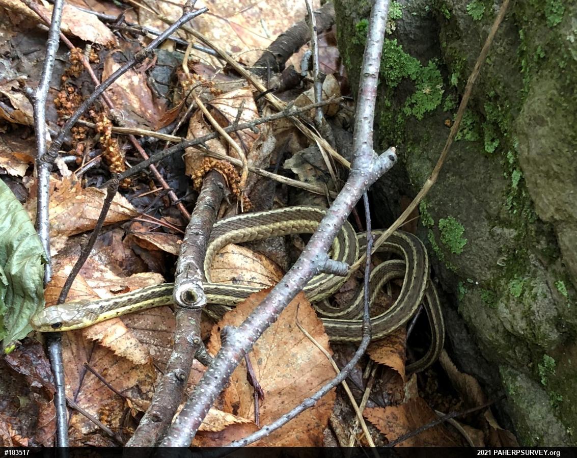 Eastern Gartersnake