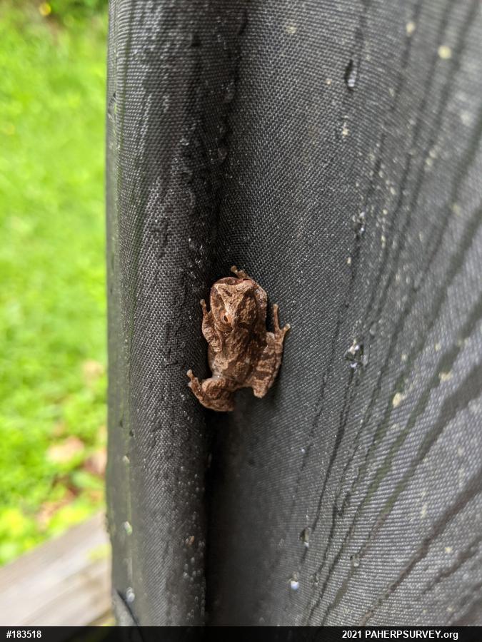 Spring Peeper