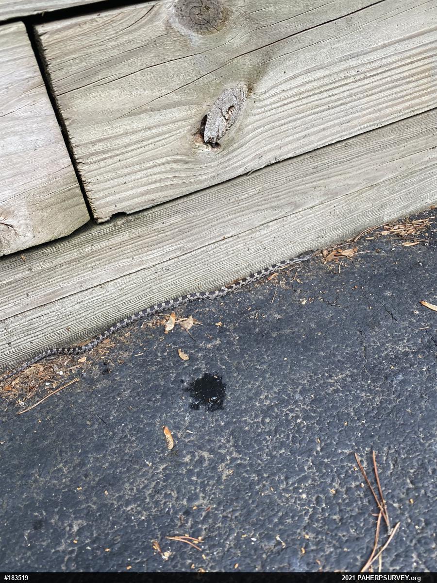 Eastern Ratsnake