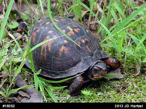 Eastern Box Turtle
