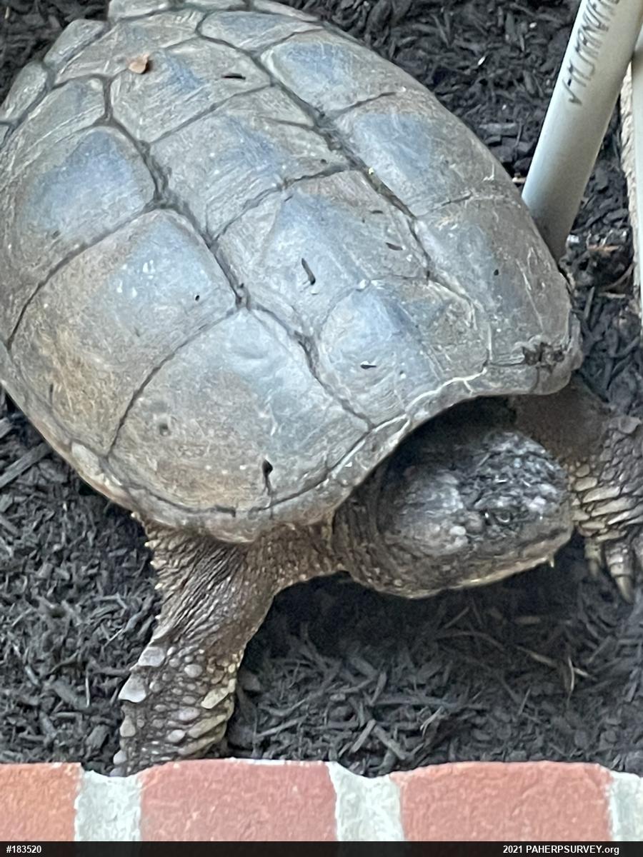 Snapping Turtle