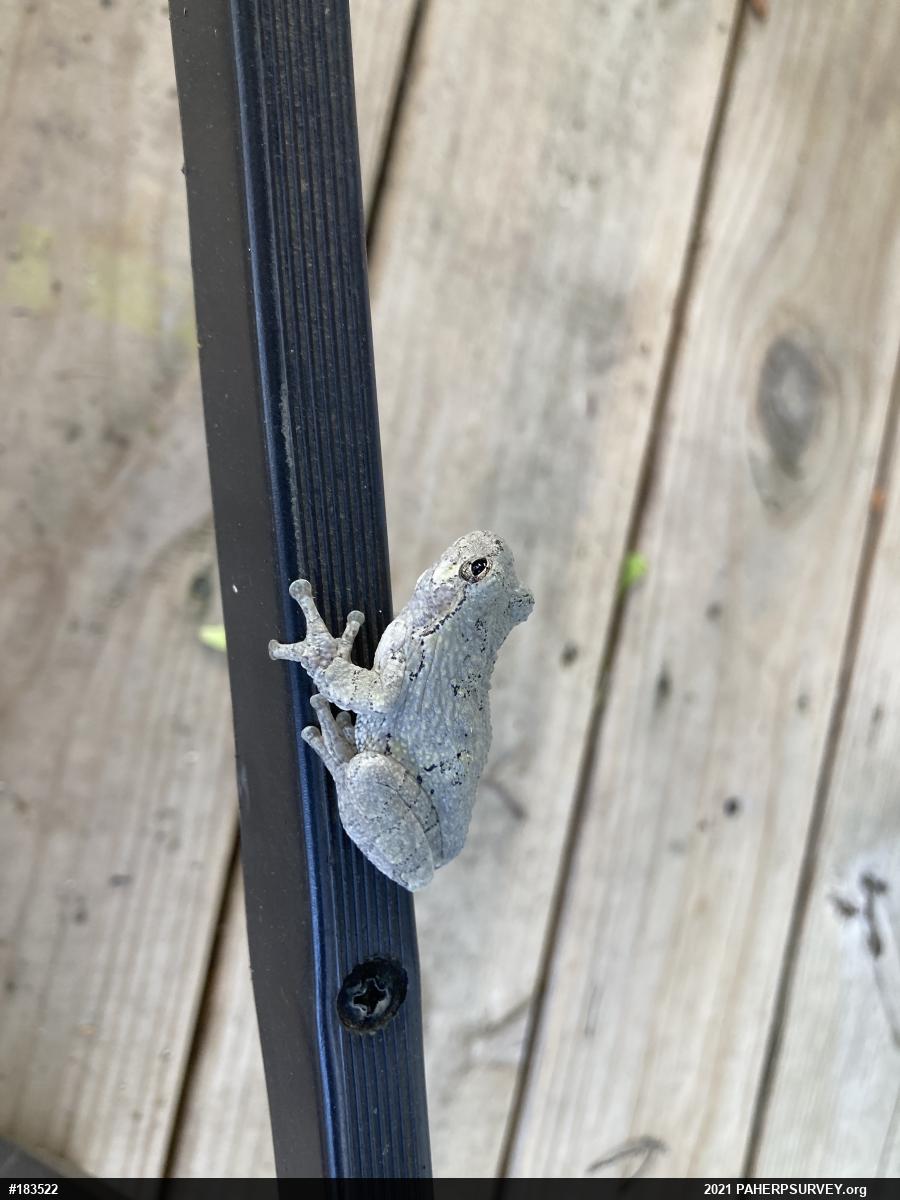 Unknown Gray Treefrog