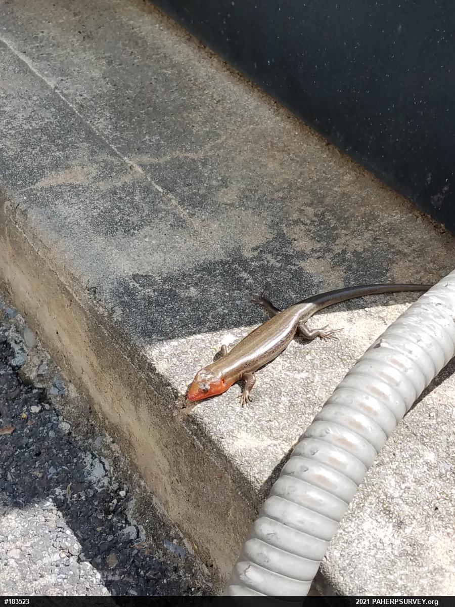 Common Five-lined Skink