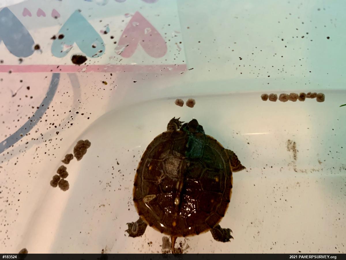 Eastern Box Turtle