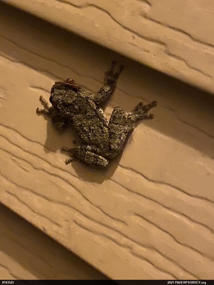 Unknown Gray Treefrog