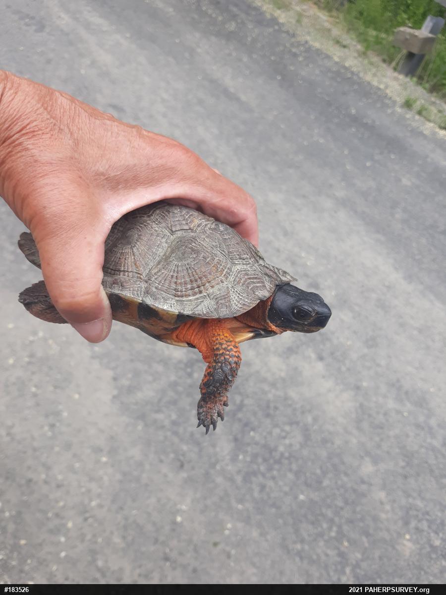 Wood Turtle