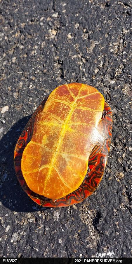Painted Turtle