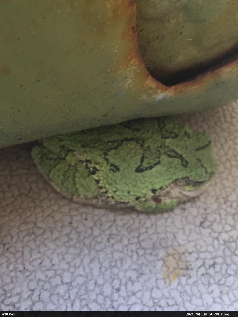 Unknown Gray Treefrog