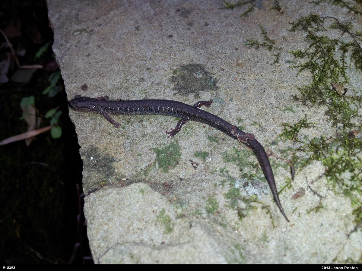 Eastern Red-backed  Salamander