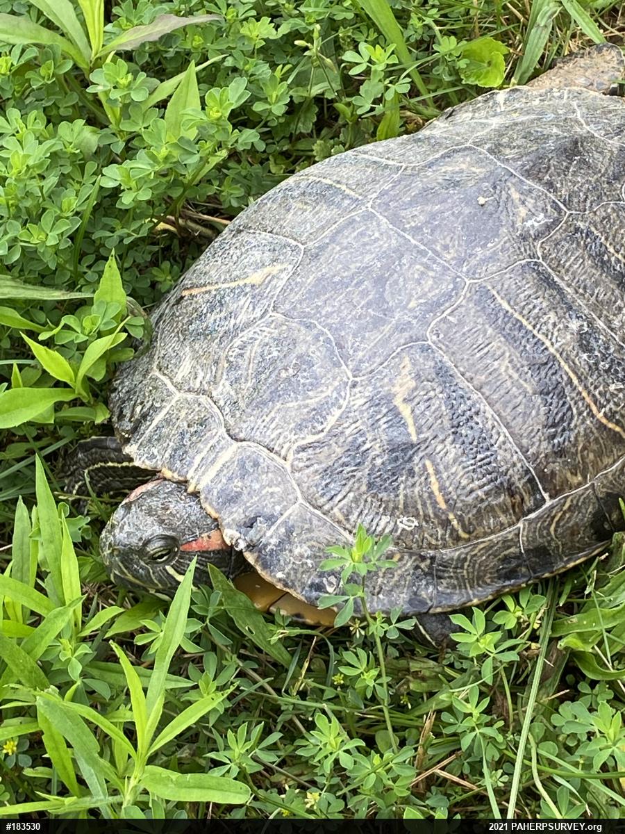 Red-eared Slider