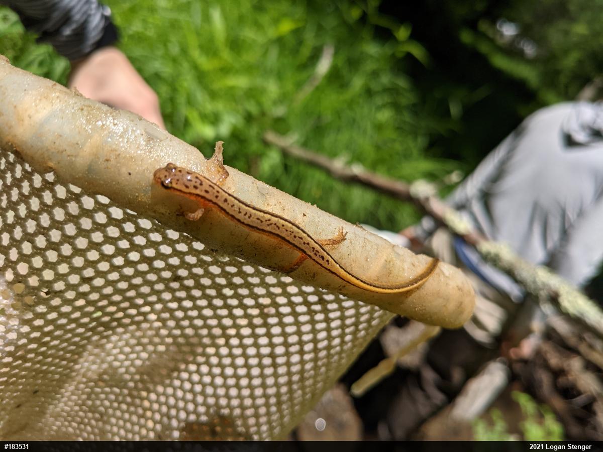Northern Two-lined Salamander