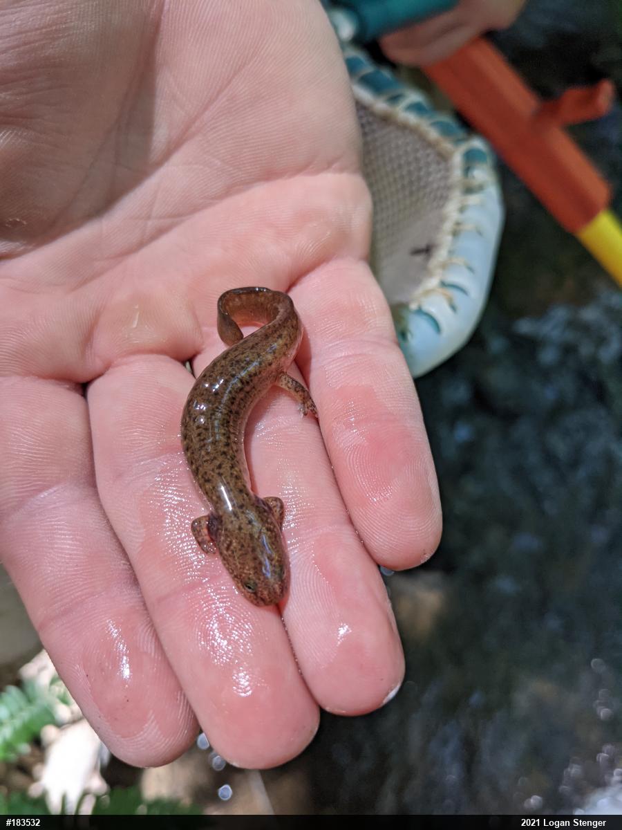 Northern Red Salamander