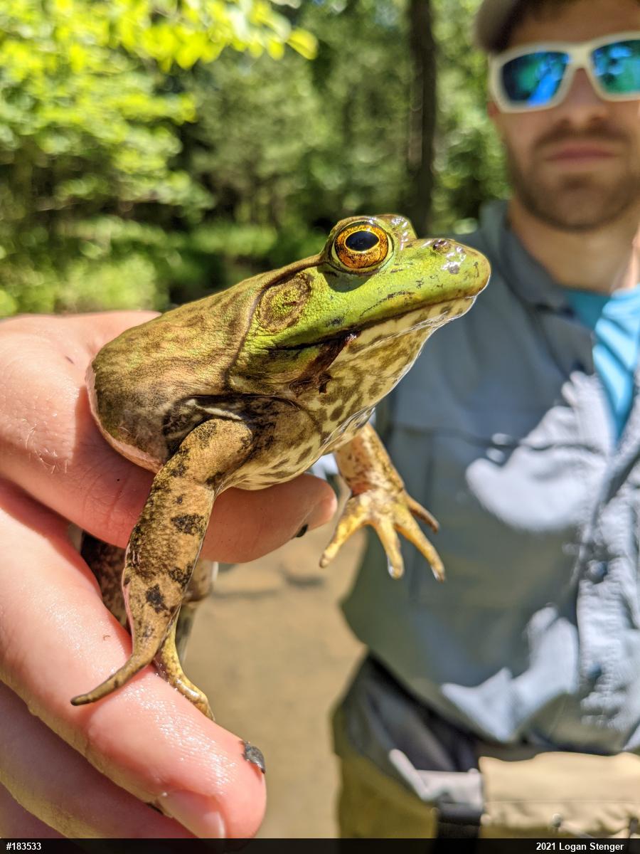 American Bullfrog