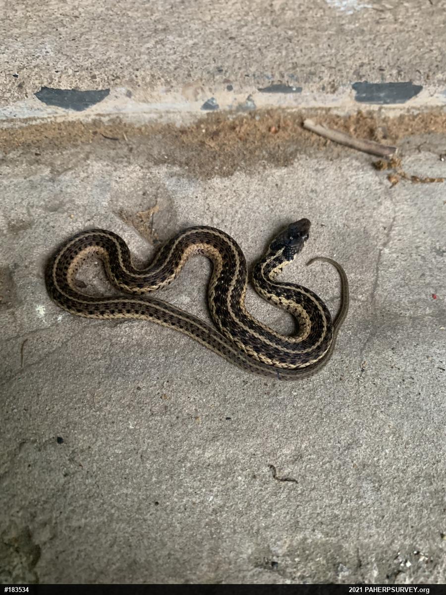 Eastern Gartersnake