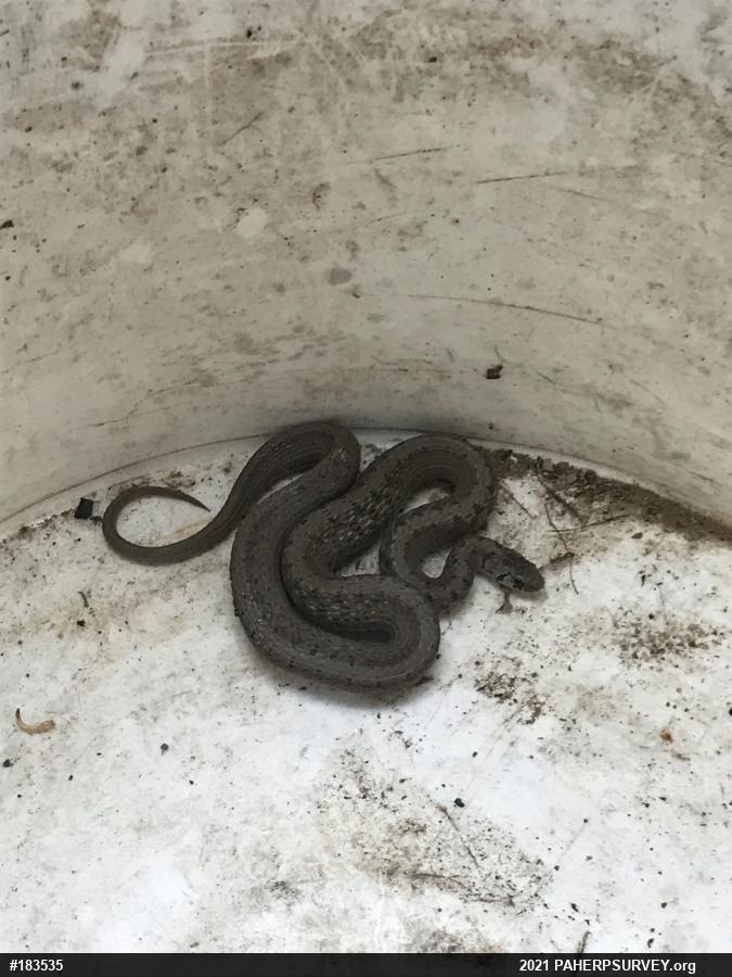 Dekay's Brownsnake