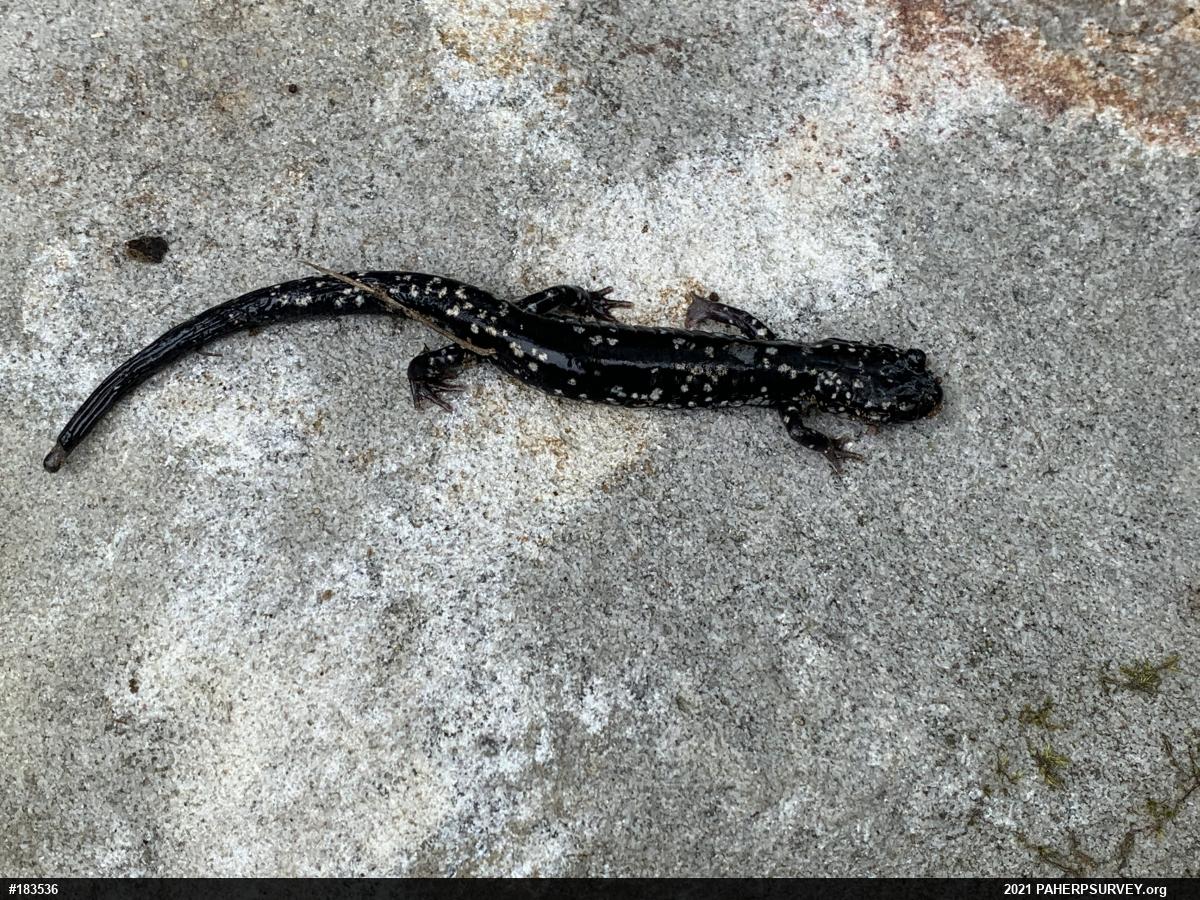 Northern Slimy Salamander