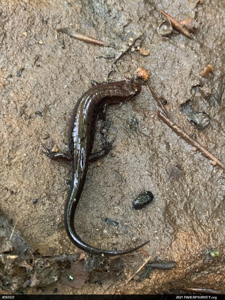 Allegheny Mountain Dusky Salamander