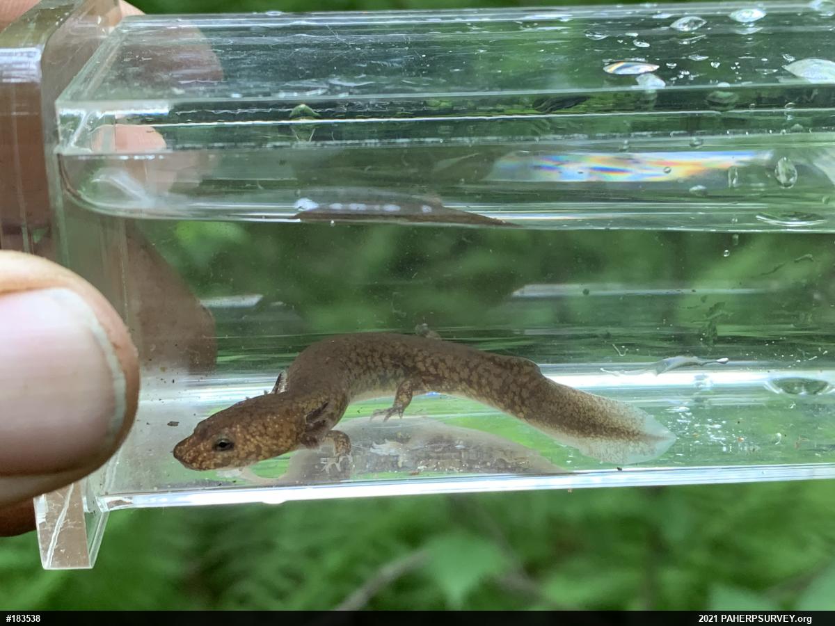 Northern Spring Salamander