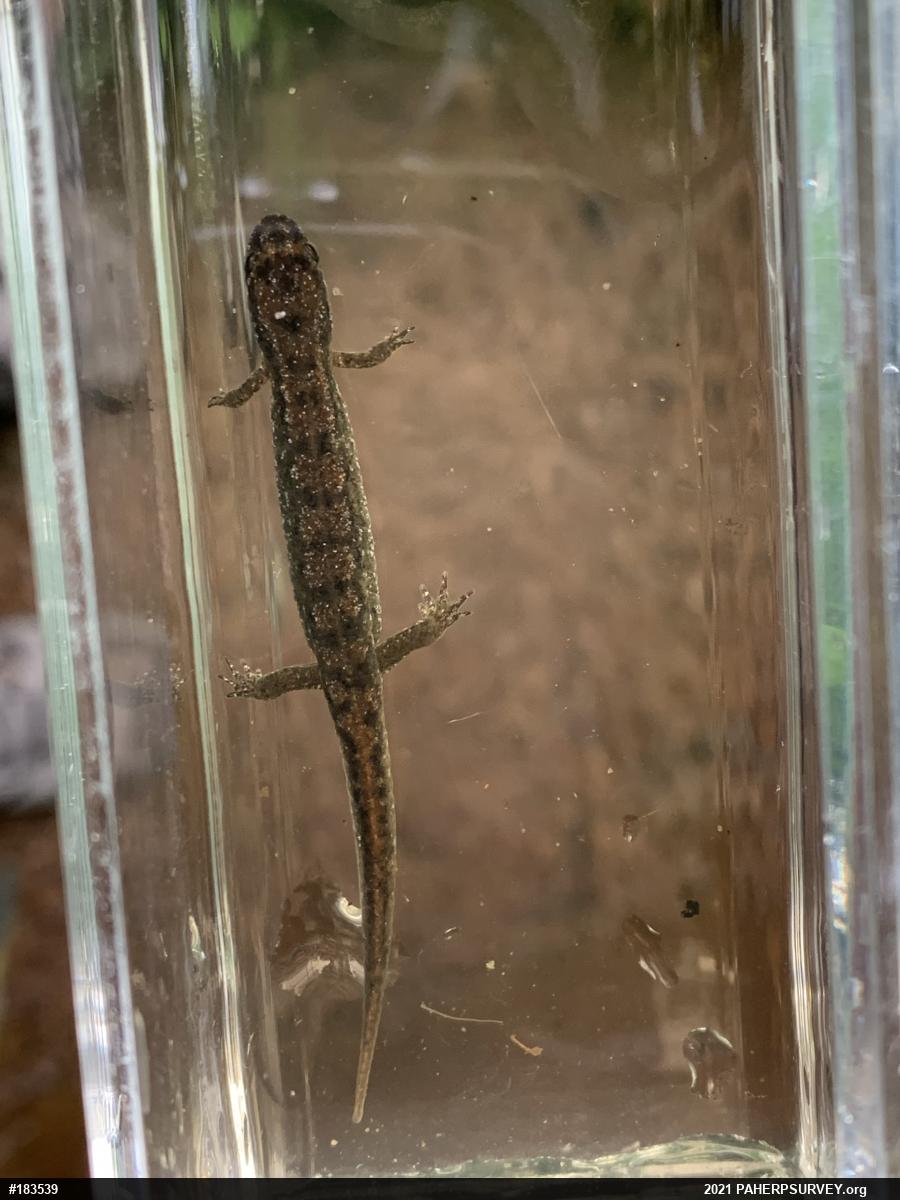 Northern Dusky Salamander