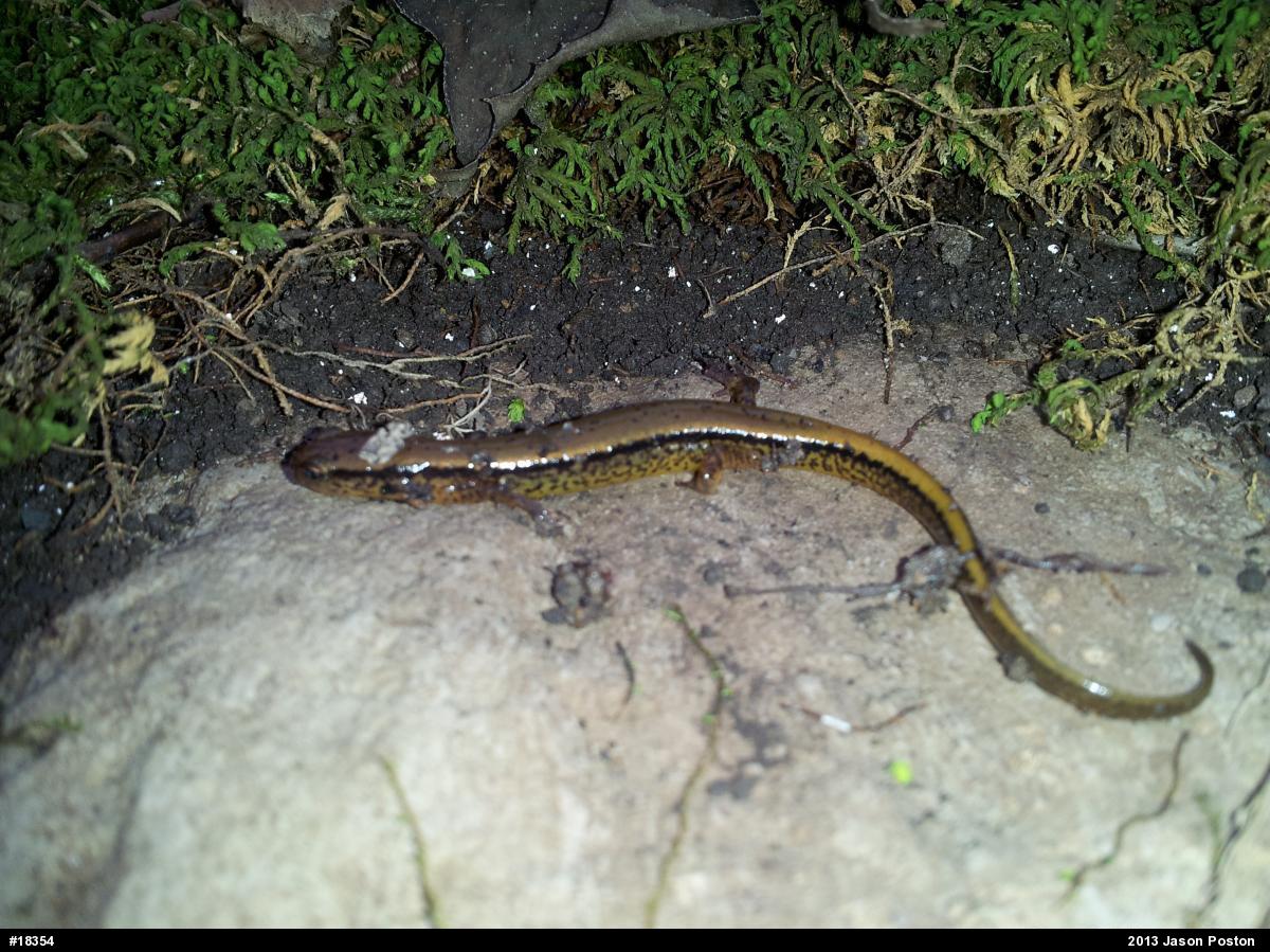 Northern Two-lined Salamander