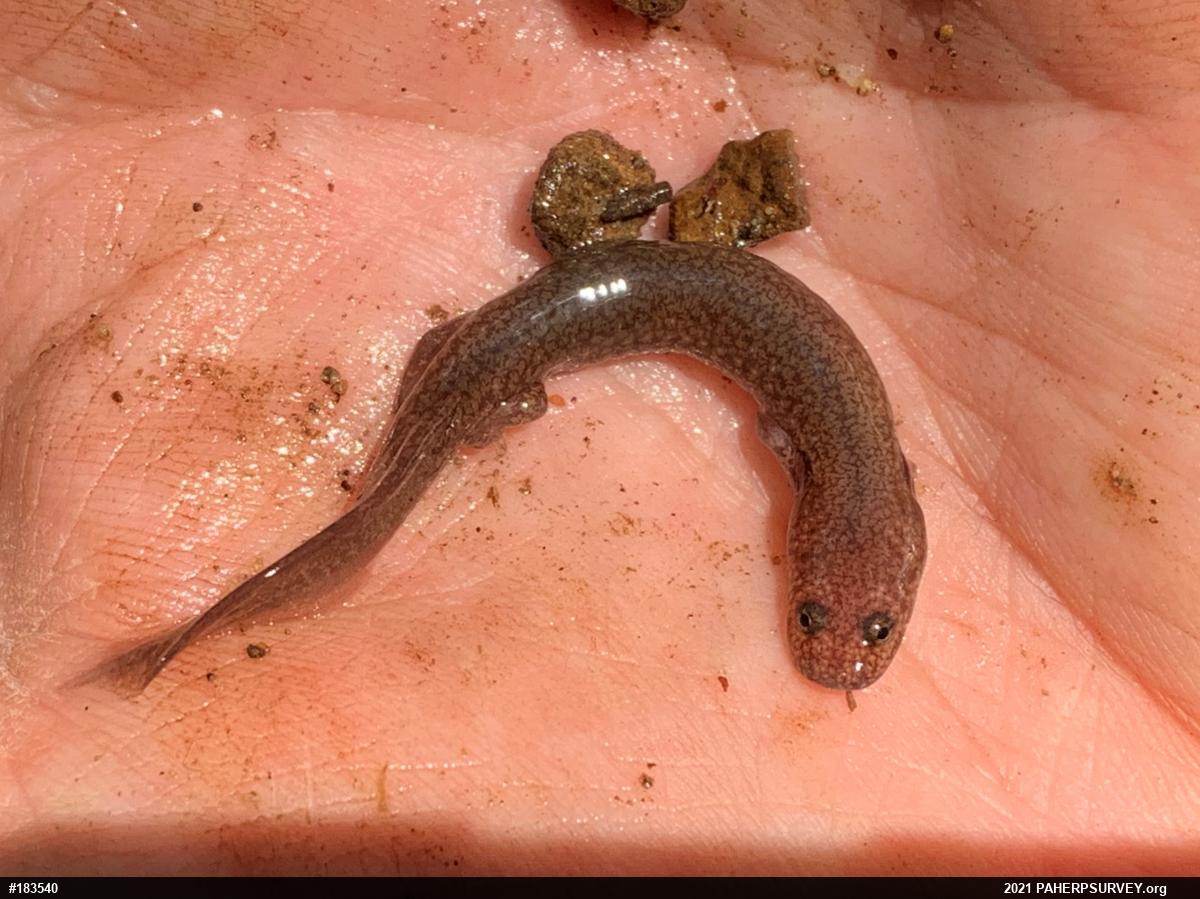 Northern Spring Salamander