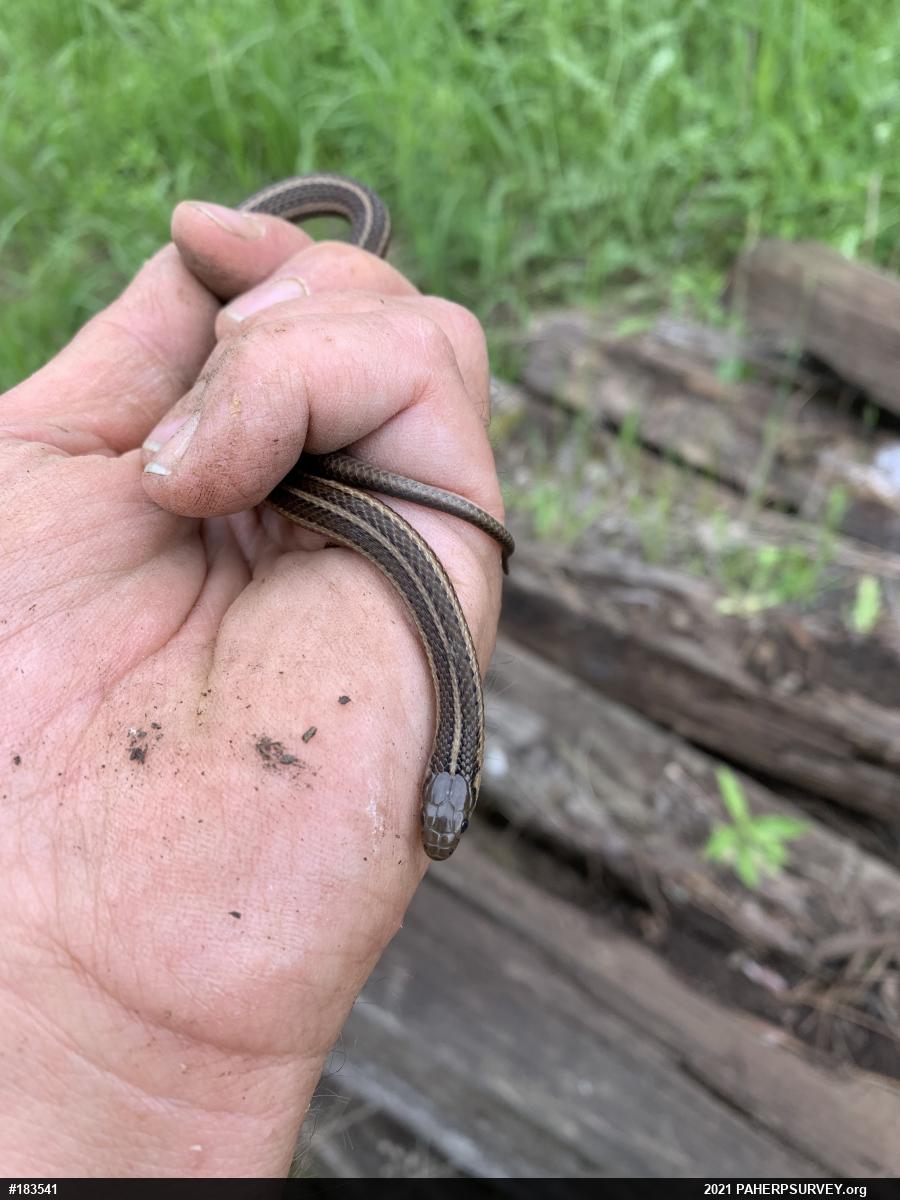 Shorthead Gartersnake