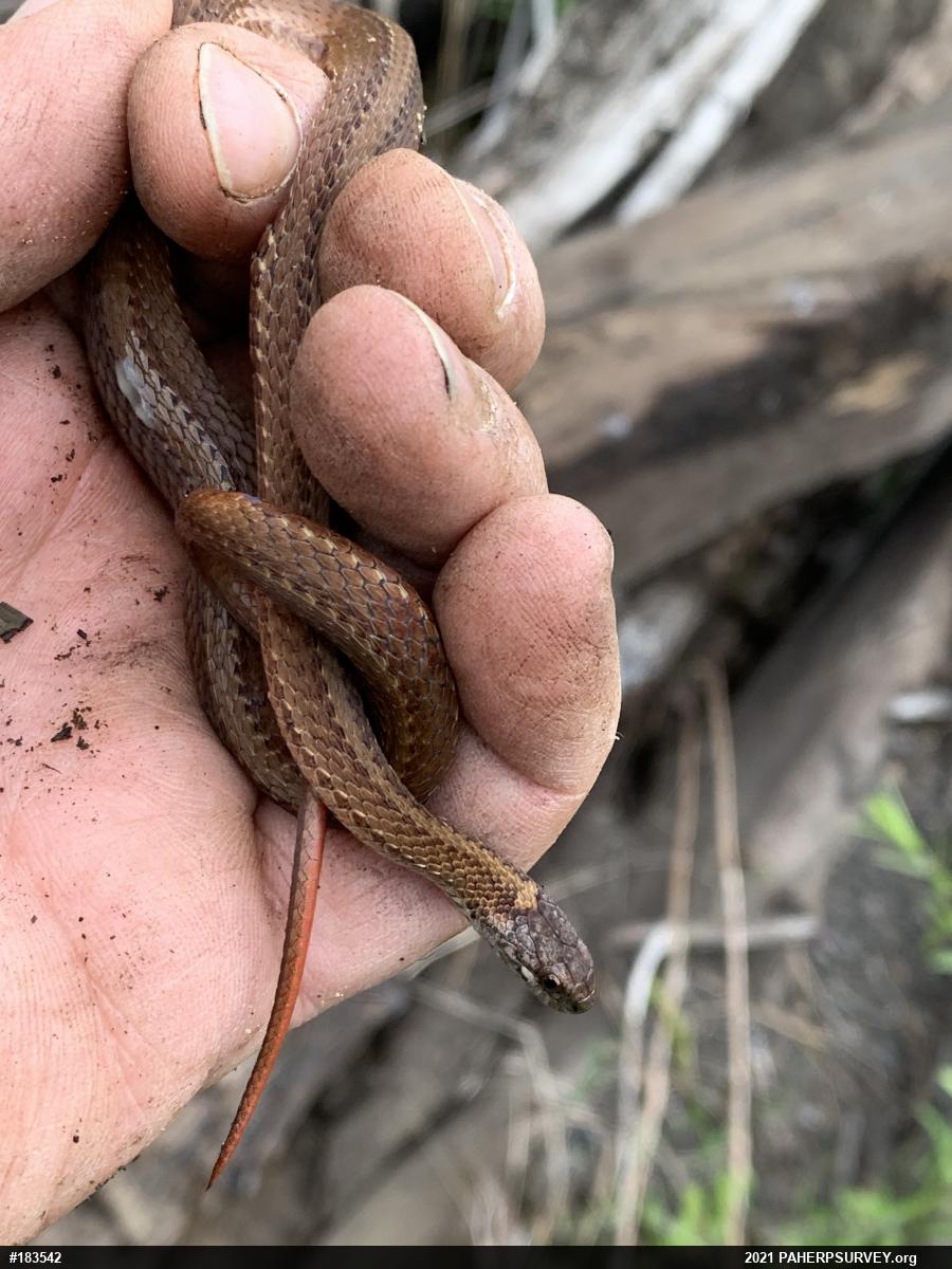 Red-bellied Snake