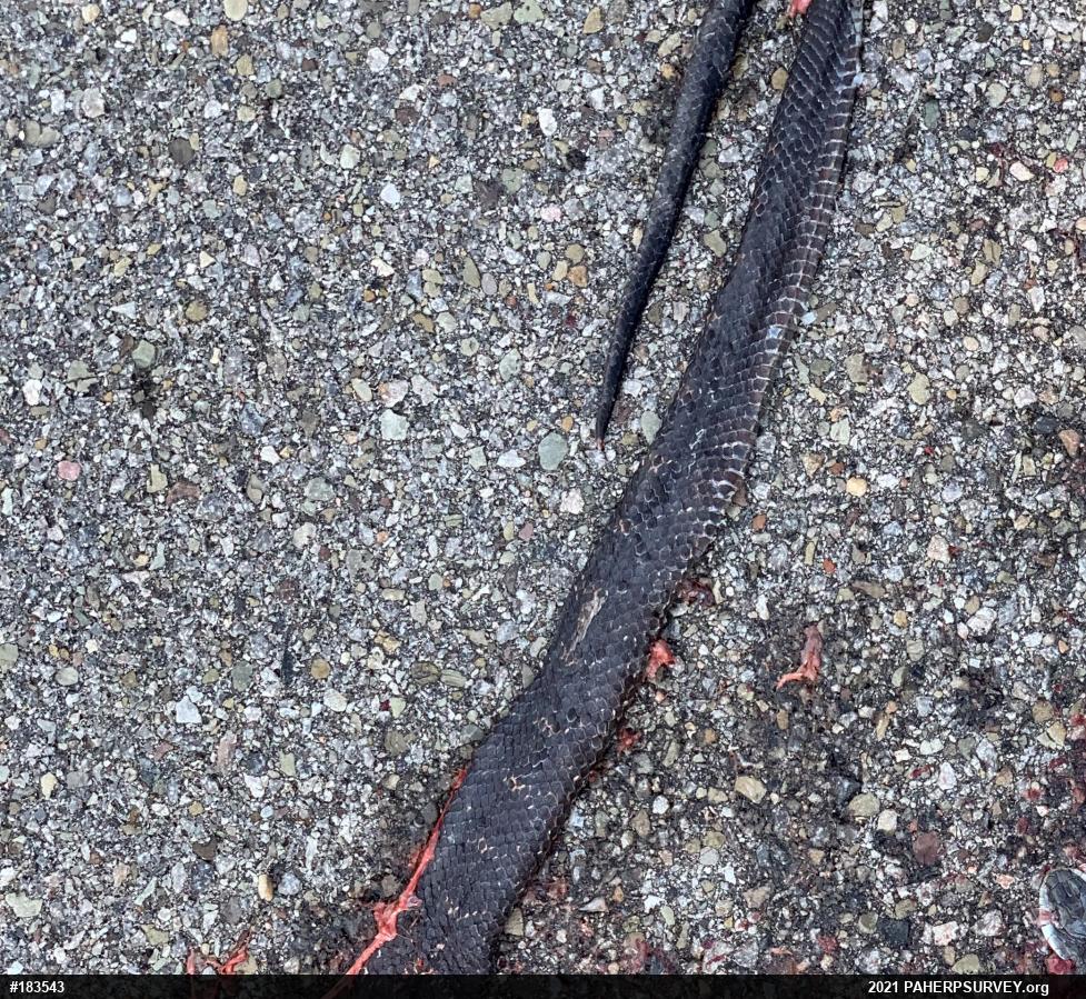 Eastern Ratsnake