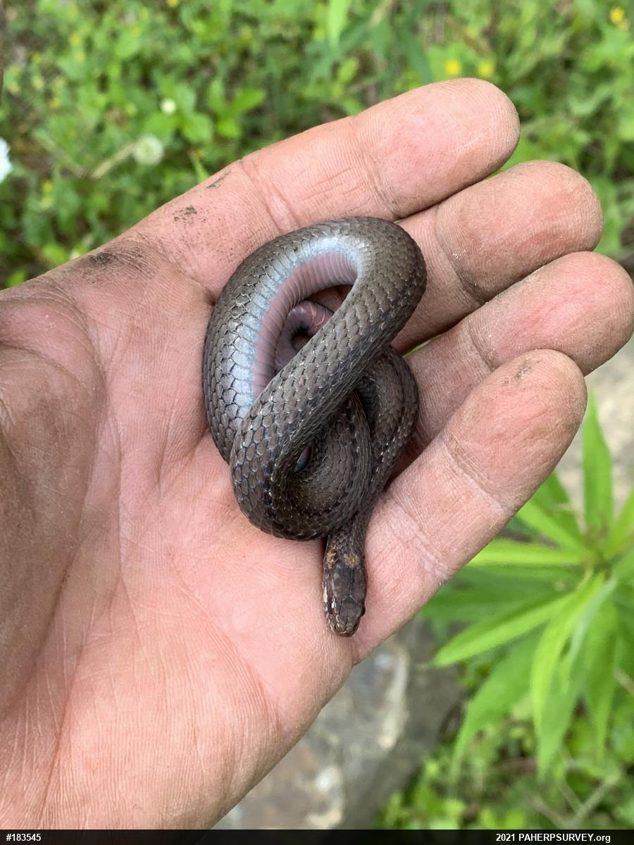 Red-bellied Snake