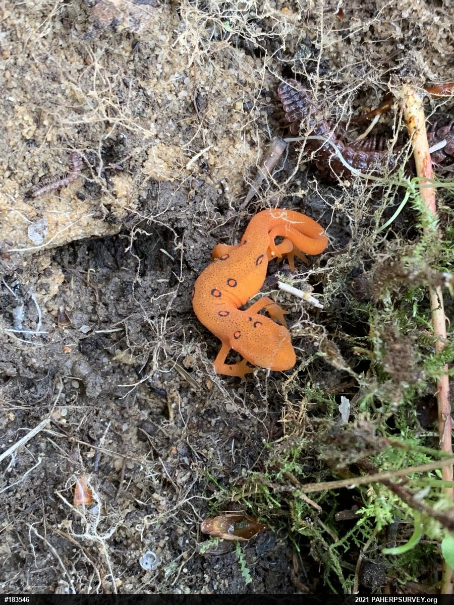 Red-spotted Newt