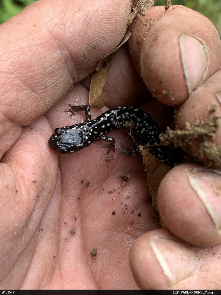 Northern Slimy Salamander