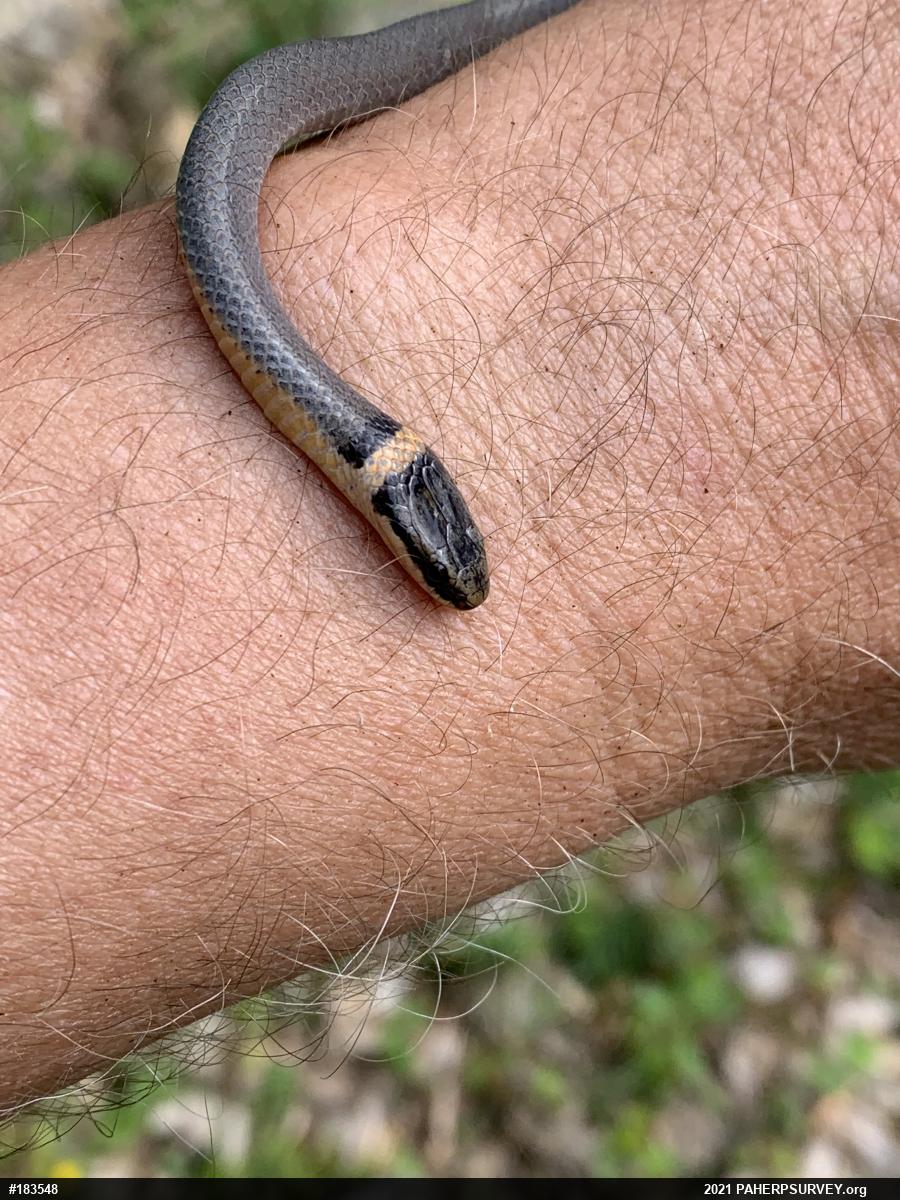 Northern Ring-necked Snake