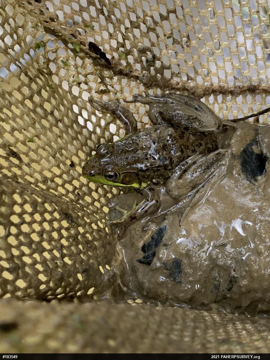 Green Frog